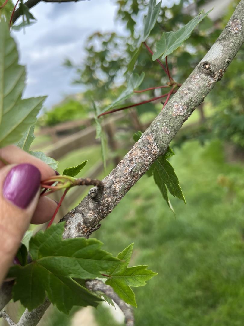 This red maple is heavily infested with scale insects. A tree will consistently decline as scale insects reproduce and feed throughout the warmer summer months.